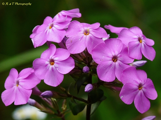 {Phlox maculata}